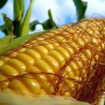 Выращивание кормовой кукурузы